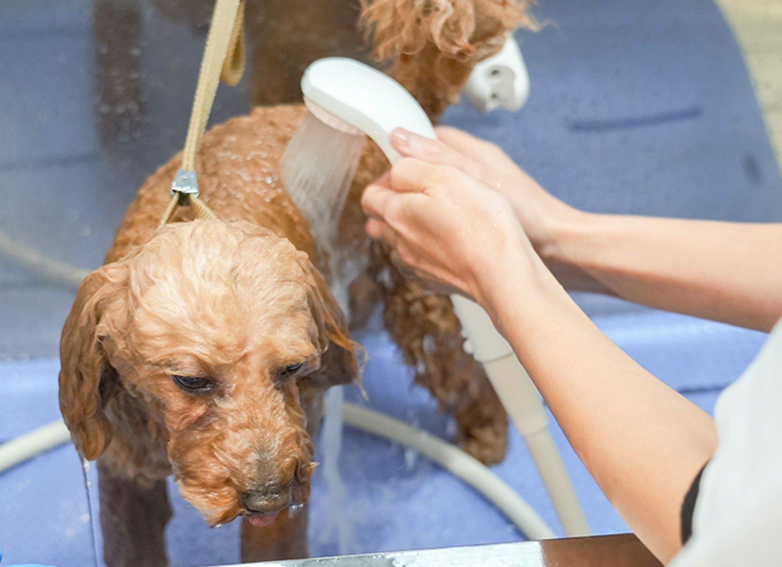 豊富なお水で、シャンプーすることができます。